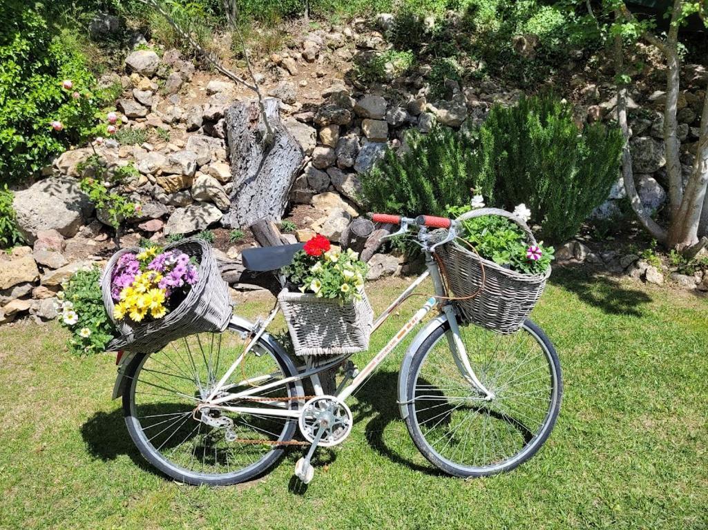 Les Palmiers En Provence